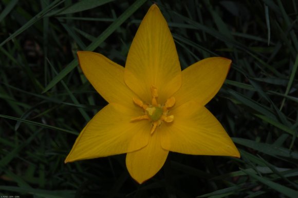 Tulipa sylvestris L. Liliaceae - Tulipe sauvage