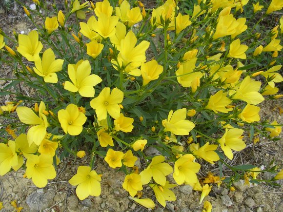 Linum campanulatum L. Linaceae - Lin campanulé