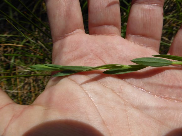 Linum maritimum L. Linaceae Lin maritime