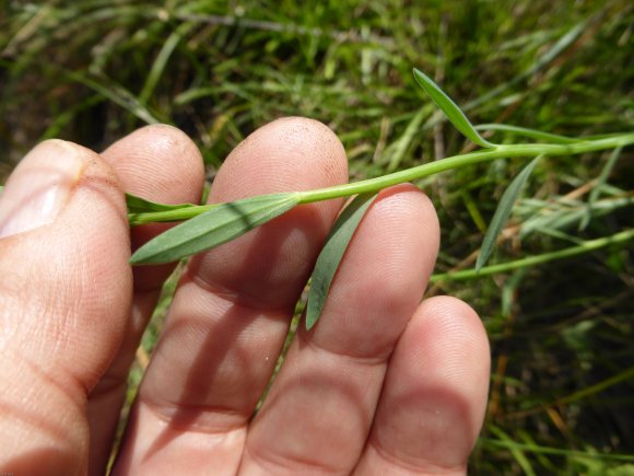 Linum maritimum L. Linaceae Lin maritime