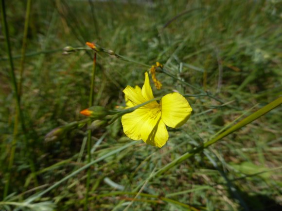 Linum maritimum L. Linaceae Lin maritime