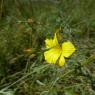 Linum maritimum