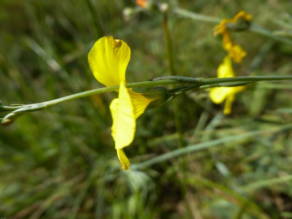 Linum maritimum L. Linaceae Lin maritime