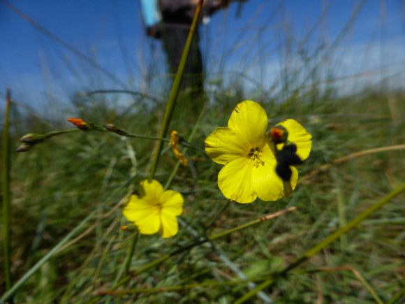 Linum maritimum L. Linaceae Lin maritime