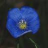 Linum narbonense L. Linaceae - Lin de Narbonne