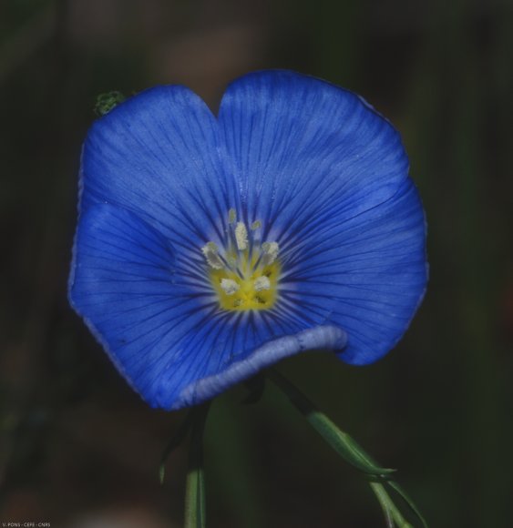 Linum narbonense L. Linaceae - Lin de Narbonne