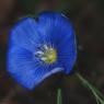 Linum narbonense L. Linaceae - Lin de Narbonne