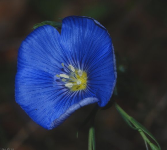 Linum narbonense L. Linaceae - Lin de Narbonne