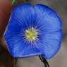 Linum narbonense L. Linaceae - Lin de Narbonne