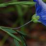 Linum narbonense L. Linaceae - Lin de Narbonne