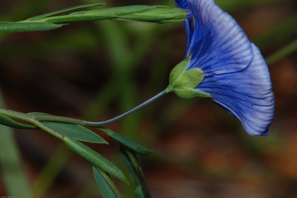 Linum narbonense L. Linaceae - Lin de Narbonne