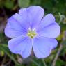 Linum narbonense L. Linaceae - Lin de Narbonne