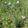 Linum narbonense L. Linaceae - Lin de Narbonne