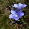 Linum narbonense L. Linaceae - Lin de Narbonne