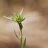 Linum strictum L. Linaceae - Lin droit