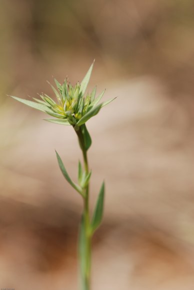 Linum strictum L. Linaceae - Lin droit