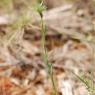 Linum strictum L. Linaceae - Lin droit