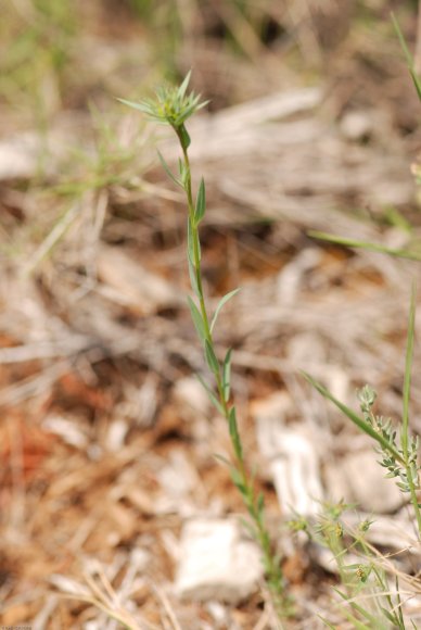 Linum strictum L. Linaceae - Lin droit