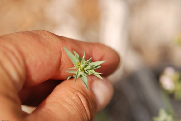 Linum strictum L. Linaceae - Lin droit