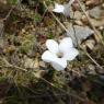 Linum suffruticosum L. Linaceae