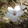 Linum suffruticosum L. Linaceae