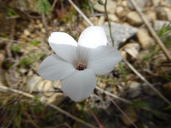 Linum suffruticosum L. Linaceae