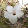 Linum suffruticosum L. Linaceae