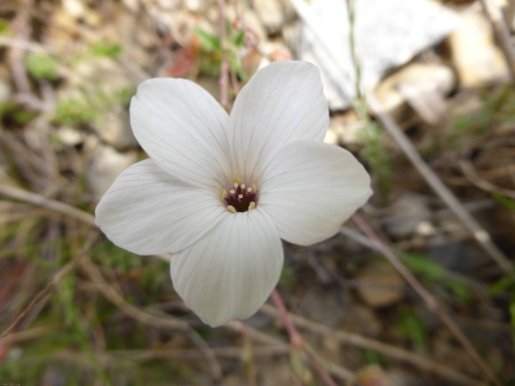 Linum suffruticosum L. Linaceae