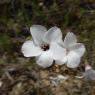 Linum suffruticosum L. Linaceae