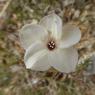 Linum suffruticosum L. Linaceae