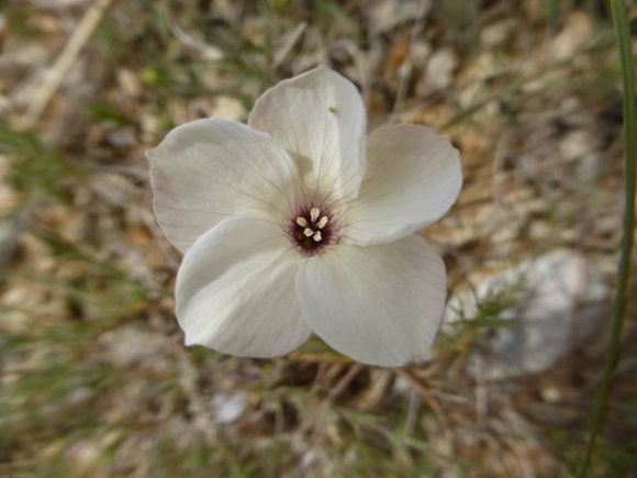 Linum suffruticosum L. Linaceae