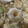 Linum suffruticosum L. Linaceae