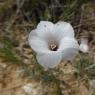 Linum suffruticosum L. Linaceae