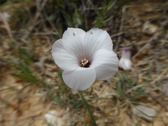 Linum suffruticosum L. Linaceae