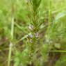 Lythraceae