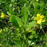 Jasminum fruticans L. Oleaceae - Jasmin d'été