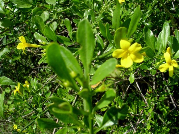 Jasminum fruticans L. Oleaceae - Jasmin d'été
