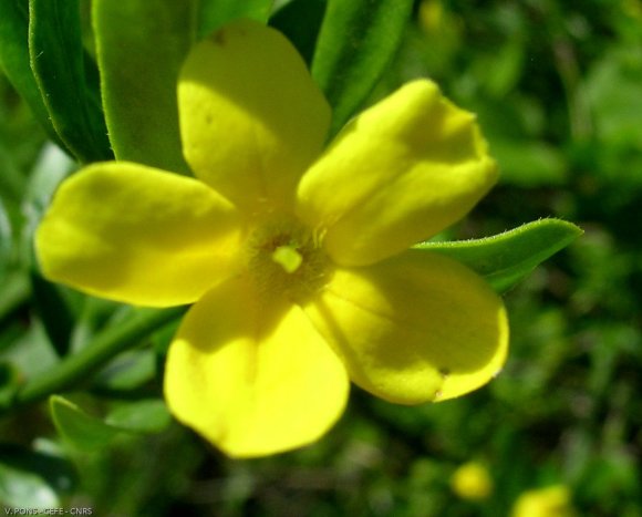 Jasminum fruticans L. Oleaceae - Jasmin d'été