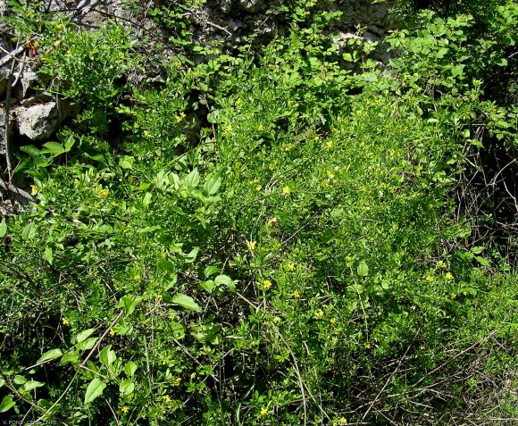 Jasminum fruticans L. Oleaceae - Jasmin d'été