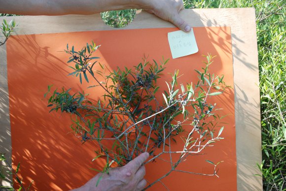 Phillyrea angustifolia L. Oleaceae - Filaire à feuilles étroites