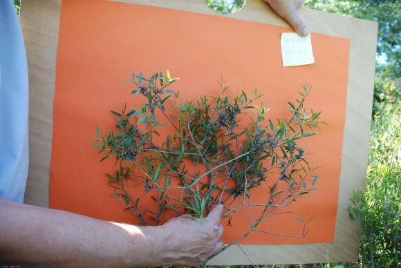 Phillyrea angustifolia L. Oleaceae - Filaire à feuilles étroites