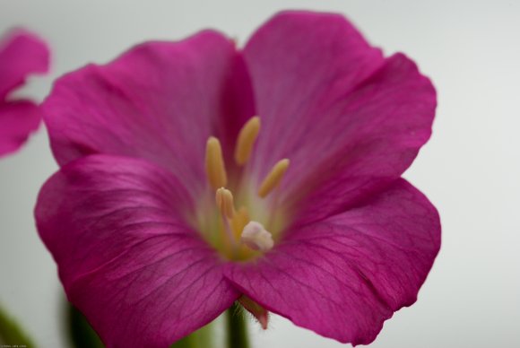 Epilobium hirsutum L. Onagraceae - Epilobe hirsute