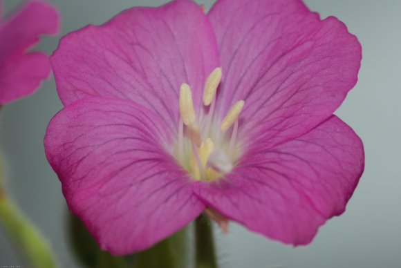 Epilobium hirsutum L. Onagraceae - Epilobe hirsute