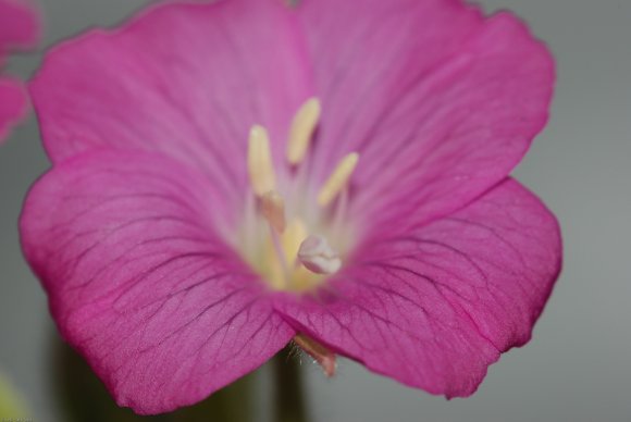 Epilobium hirsutum L. Onagraceae - Epilobe hirsute