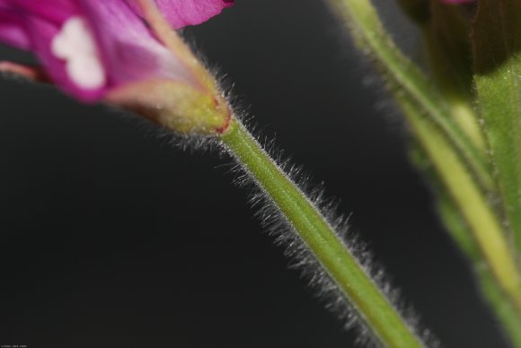 Epilobium hirsutum L. Onagraceae - Epilobe hirsute