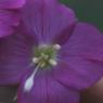 Epilobium hirsutum L. Onagraceae - Epilobe hirsute