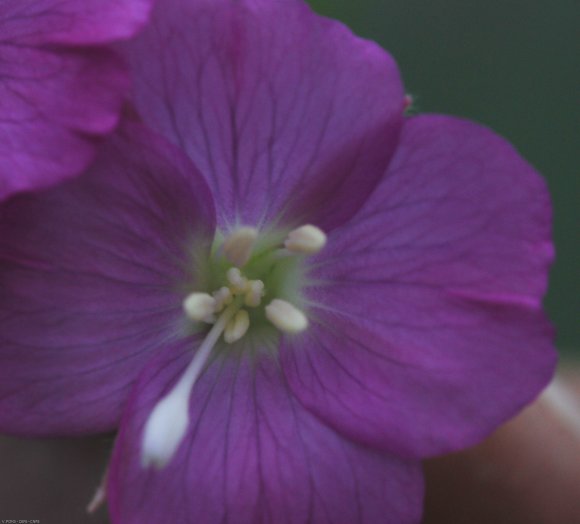 Epilobium hirsutum L. Onagraceae - Epilobe hirsute