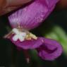 Epilobium hirsutum L. Onagraceae - Epilobe hirsute