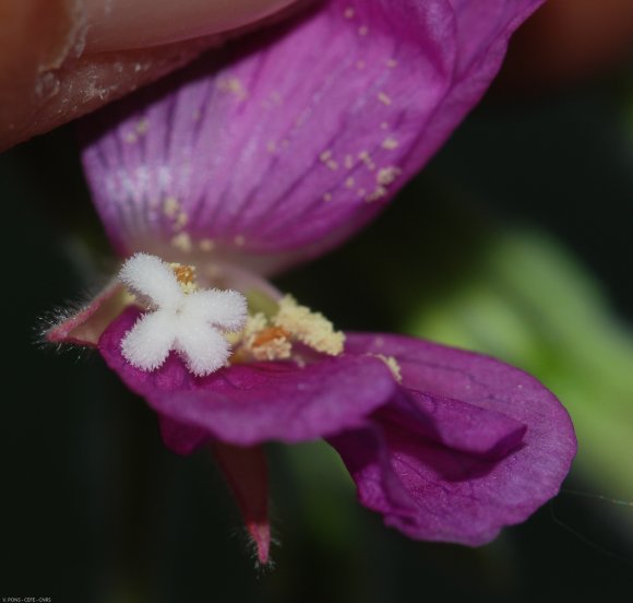 Epilobium hirsutum L. Onagraceae - Epilobe hirsute