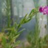 Epilobium hirsutum L. Onagraceae - Epilobe hirsute